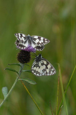 <i class='fa fa-user'></i>&nbsp;David Ruijs&nbsp;|  Dambordje&nbsp; <i class='fa fa-eye'>&nbsp;72</i> &nbsp;<i class='fa fa-thumbs-up'>&nbsp;3</i> &nbsp; <i class='fa fa-comment-o'>&nbsp;2</i>