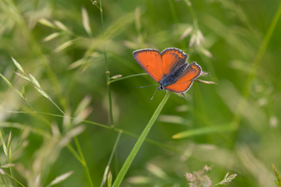 <i class='fa fa-user'></i>&nbsp;Willem Verhagen&nbsp;|  Rode Vuurvlinder&nbsp; <i class='fa fa-eye'>&nbsp;76</i> &nbsp;<i class='fa fa-thumbs-up'>&nbsp;4</i> &nbsp; <i class='fa fa-comment-o'>&nbsp;4</i>