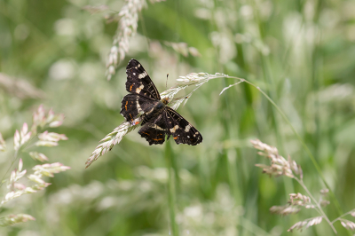 <i class='fa fa-user'></i>&nbsp;Willem Verhagen&nbsp;|  Landkaartje&nbsp; <i class='fa fa-eye'>&nbsp;71</i> &nbsp;<i class='fa fa-thumbs-up'>&nbsp;1</i> &nbsp; <i class='fa fa-comment-o'>&nbsp;6</i>