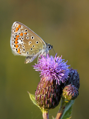 <i class='fa fa-user'></i>&nbsp;Mignon-Creative&nbsp;|  Icarusblauwtje&nbsp; <i class='fa fa-eye'>&nbsp;70</i> &nbsp;<i class='fa fa-thumbs-up'>&nbsp;7</i> &nbsp; <i class='fa fa-comment-o'>&nbsp;3</i>