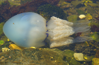 <i class='fa fa-user'></i>&nbsp;B.M.Schouten-Ruis&nbsp;|  Zeepaddenstoel&nbsp; <i class='fa fa-eye'>&nbsp;89</i> &nbsp;<i class='fa fa-thumbs-up'>&nbsp;3</i> &nbsp; <i class='fa fa-comment-o'>&nbsp;4</i>