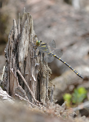 <i class='fa fa-user'></i>&nbsp;David Ruijs&nbsp;|  Gewone Bronlibel&nbsp; <i class='fa fa-eye'>&nbsp;64</i> &nbsp;<i class='fa fa-thumbs-up'>&nbsp;1</i> &nbsp; <i class='fa fa-comment-o'>&nbsp;3</i>