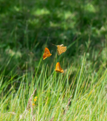 <i class='fa fa-user'></i>&nbsp;pietwil&nbsp;|  Keizersmantel&nbsp; <i class='fa fa-eye'>&nbsp;77</i> &nbsp;<i class='fa fa-thumbs-up'>&nbsp;1</i> &nbsp; <i class='fa fa-comment-o'>&nbsp;2</i>