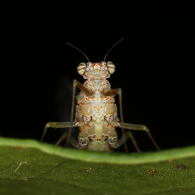 <i class='fa fa-user'></i>&nbsp;Sophie&nbsp;|  Gewone Tweevleugel&nbsp; <i class='fa fa-eye'>&nbsp;106</i> &nbsp;<i class='fa fa-thumbs-up'>&nbsp;8</i> &nbsp; <i class='fa fa-comment-o'>&nbsp;8</i>