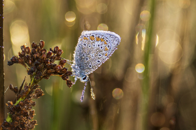 <i class='fa fa-user'></i>&nbsp;Bertus&nbsp;|  Icarusblauwtje&nbsp; <i class='fa fa-eye'>&nbsp;70</i> &nbsp;<i class='fa fa-thumbs-up'>&nbsp;8</i> &nbsp; <i class='fa fa-comment-o'>&nbsp;8</i>