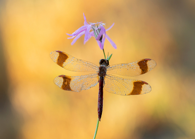 <i class='fa fa-user'></i>&nbsp;Tom&nbsp;|  Bandheidelibel&nbsp; <i class='fa fa-eye'>&nbsp;123</i> &nbsp;<i class='fa fa-thumbs-up'>&nbsp;13</i> &nbsp; <i class='fa fa-comment-o'>&nbsp;8</i>