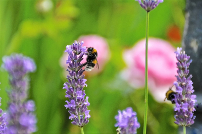 <i class='fa fa-user'></i>&nbsp;hesterb&nbsp;|  Aardhommel&nbsp; <i class='fa fa-eye'>&nbsp;54</i> &nbsp; <i class='fa fa-comment-o'>&nbsp;4</i>