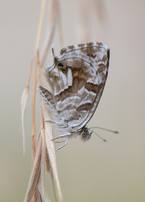 <i class='fa fa-user'></i>&nbsp;koekieman&nbsp;|  Geraniumblauwtje&nbsp; <i class='fa fa-eye'>&nbsp;110</i> &nbsp;<i class='fa fa-thumbs-up'>&nbsp;6</i> &nbsp; <i class='fa fa-comment-o'>&nbsp;6</i>