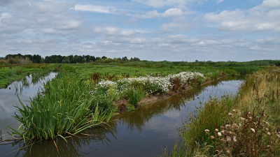 <i class='fa fa-user'></i>&nbsp;kooyammers&nbsp;|  Moeras Nespolder&nbsp; <i class='fa fa-eye'>&nbsp;62</i> &nbsp;<i class='fa fa-thumbs-up'>&nbsp;3</i> &nbsp; <i class='fa fa-comment-o'>&nbsp;3</i>