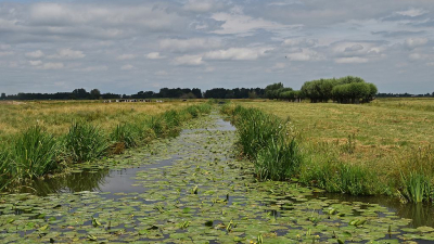 <i class='fa fa-user'></i>&nbsp;kooyammers&nbsp;|  Nespolder&nbsp; <i class='fa fa-eye'>&nbsp;75</i> &nbsp;<i class='fa fa-thumbs-up'>&nbsp;4</i> &nbsp; <i class='fa fa-comment-o'>&nbsp;5</i>