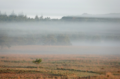 <i class='fa fa-user'></i>&nbsp;nelappelmelk&nbsp;|  Mistvlagen&nbsp; <i class='fa fa-eye'>&nbsp;86</i> &nbsp;<i class='fa fa-thumbs-up'>&nbsp;1</i> &nbsp; <i class='fa fa-comment-o'>&nbsp;7</i>