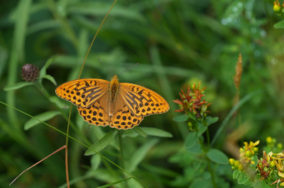 <i class='fa fa-user'></i>&nbsp;David Ruijs&nbsp;|  Keizersmantel&nbsp; <i class='fa fa-eye'>&nbsp;82</i> &nbsp;<i class='fa fa-thumbs-up'>&nbsp;4</i> &nbsp; <i class='fa fa-comment-o'>&nbsp;2</i>