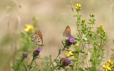 <i class='fa fa-user'></i>&nbsp;David Ruijs&nbsp;|  Bruin Zandoogje&nbsp; <i class='fa fa-eye'>&nbsp;104</i> &nbsp;<i class='fa fa-thumbs-up'>&nbsp;2</i> &nbsp; <i class='fa fa-comment-o'>&nbsp;8</i>