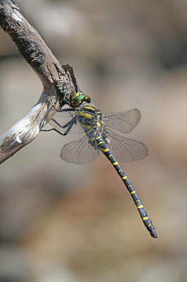 <i class='fa fa-user'></i>&nbsp;David Ruijs&nbsp;|  Gewone Bronlibel&nbsp; <i class='fa fa-eye'>&nbsp;98</i> &nbsp;<i class='fa fa-thumbs-up'>&nbsp;8</i> &nbsp; <i class='fa fa-comment-o'>&nbsp;5</i>