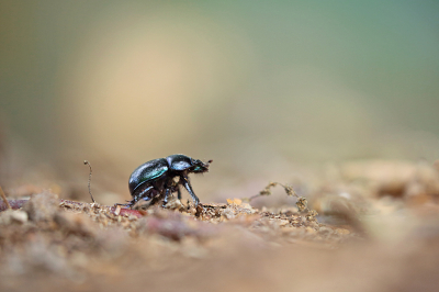 <i class='fa fa-user'></i>&nbsp;Pieter  LJ&nbsp;|  Bosmestkever&nbsp; <i class='fa fa-eye'>&nbsp;92</i> &nbsp;<i class='fa fa-thumbs-up'>&nbsp;8</i> &nbsp; <i class='fa fa-comment-o'>&nbsp;7</i>