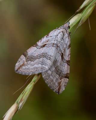 <i class='fa fa-user'></i>&nbsp;Johan van Gurp&nbsp;|  Sint-janskruidblokspanner&nbsp; <i class='fa fa-eye'>&nbsp;57</i> &nbsp;<i class='fa fa-thumbs-up'>&nbsp;5</i> &nbsp; <i class='fa fa-comment-o'>&nbsp;5</i>