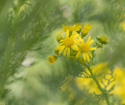 <i class='fa fa-user'></i>&nbsp;Tim Oord&nbsp;|  Jacobskruiskruid&nbsp; <i class='fa fa-eye'>&nbsp;58</i> &nbsp;<i class='fa fa-thumbs-up'>&nbsp;7</i> &nbsp; <i class='fa fa-comment-o'>&nbsp;5</i>