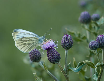 <i class='fa fa-user'></i>&nbsp;Tim Oord&nbsp;|  Klein Geaderd Witje&nbsp; <i class='fa fa-eye'>&nbsp;48</i> &nbsp;<i class='fa fa-thumbs-up'>&nbsp;5</i> &nbsp; <i class='fa fa-comment-o'>&nbsp;1</i>