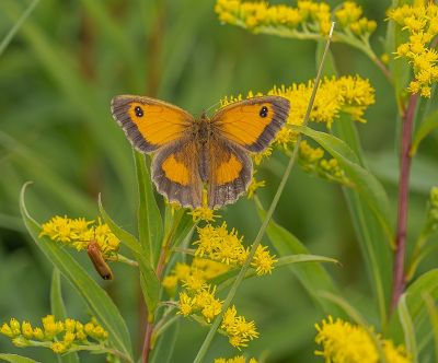 <i class='fa fa-user'></i>&nbsp;Tim Oord&nbsp;|  Oranje Zandoogje&nbsp; <i class='fa fa-eye'>&nbsp;64</i> &nbsp;<i class='fa fa-thumbs-up'>&nbsp;4</i> &nbsp; <i class='fa fa-comment-o'>&nbsp;4</i>