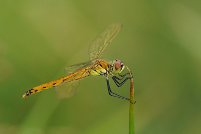 <i class='fa fa-user'></i>&nbsp;Ben Aalders&nbsp;|  Kempense Heidelibel&nbsp; <i class='fa fa-eye'>&nbsp;94</i> &nbsp;<i class='fa fa-thumbs-up'>&nbsp;6</i> &nbsp; <i class='fa fa-comment-o'>&nbsp;7</i>