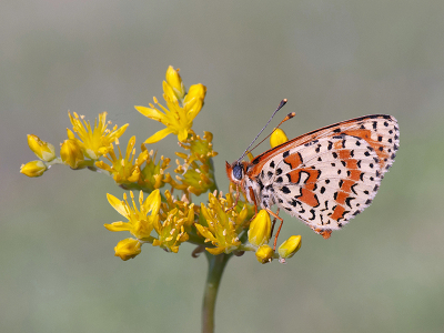 <i class='fa fa-user'></i>&nbsp;Mignon-Creative&nbsp;|  Tweekleurige Parelmoervlinder&nbsp; <i class='fa fa-eye'>&nbsp;106</i> &nbsp;<i class='fa fa-thumbs-up'>&nbsp;16</i> &nbsp; <i class='fa fa-comment-o'>&nbsp;10</i>