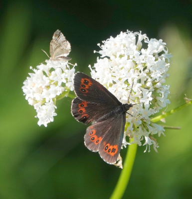 <i class='fa fa-user'></i>&nbsp;ko katsman&nbsp;|  Boserebia&nbsp; <i class='fa fa-eye'>&nbsp;106</i> &nbsp;<i class='fa fa-thumbs-up'>&nbsp;4</i> &nbsp; <i class='fa fa-comment-o'>&nbsp;3</i>