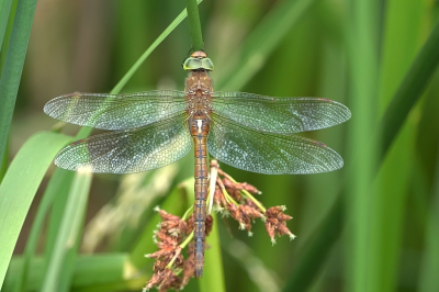 <i class='fa fa-user'></i>&nbsp;David Ruijs&nbsp;|  Vroege Glazenmaker&nbsp; <i class='fa fa-eye'>&nbsp;64</i> &nbsp;<i class='fa fa-thumbs-up'>&nbsp;1</i> &nbsp; <i class='fa fa-comment-o'>&nbsp;3</i>