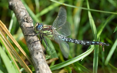 <i class='fa fa-user'></i>&nbsp;David Ruijs&nbsp;|  Glassnijder&nbsp; <i class='fa fa-eye'>&nbsp;73</i> &nbsp;<i class='fa fa-thumbs-up'>&nbsp;1</i> &nbsp; <i class='fa fa-comment-o'>&nbsp;3</i>