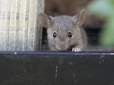 <i class='fa fa-user'></i>&nbsp;Dorus Duits&nbsp;|  Huismuis&nbsp; <i class='fa fa-eye'>&nbsp;112</i> &nbsp;<i class='fa fa-thumbs-up'>&nbsp;4</i> &nbsp; <i class='fa fa-comment-o'>&nbsp;3</i>