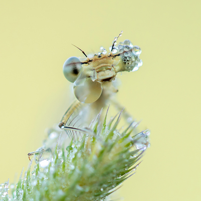 <i class='fa fa-user'></i>&nbsp;Tom&nbsp;|  Blauwe Breedscheenjuffer&nbsp; <i class='fa fa-eye'>&nbsp;82</i> &nbsp;<i class='fa fa-thumbs-up'>&nbsp;4</i> &nbsp; <i class='fa fa-comment-o'>&nbsp;4</i>