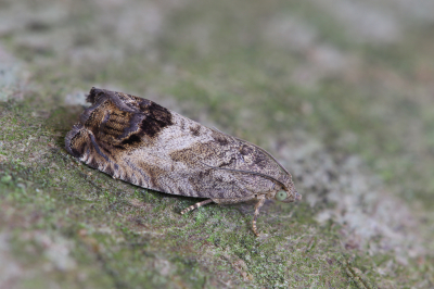 <i class='fa fa-user'></i>&nbsp;Robert Rodenburg&nbsp;|  Gewone Spiegelmot&nbsp; <i class='fa fa-eye'>&nbsp;61</i> &nbsp;<i class='fa fa-thumbs-up'>&nbsp;6</i> &nbsp; <i class='fa fa-comment-o'>&nbsp;4</i>