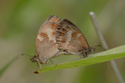 <i class='fa fa-user'></i>&nbsp;Johan van Gurp&nbsp;|  Oranje Zandoogje&nbsp; <i class='fa fa-eye'>&nbsp;55</i> &nbsp;<i class='fa fa-thumbs-up'>&nbsp;6</i> &nbsp; <i class='fa fa-comment-o'>&nbsp;3</i>