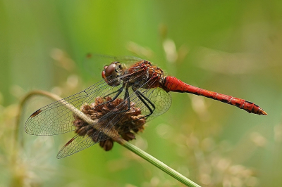 <i class='fa fa-user'></i>&nbsp;Ben Aalders&nbsp;|  Bloedrode Heidelibel&nbsp; <i class='fa fa-eye'>&nbsp;55</i> &nbsp;<i class='fa fa-thumbs-up'>&nbsp;1</i> &nbsp; <i class='fa fa-comment-o'>&nbsp;4</i>