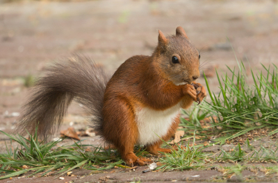 <i class='fa fa-user'></i>&nbsp;Truus Aletta Maan&nbsp;|  Eekhoorn&nbsp; <i class='fa fa-eye'>&nbsp;85</i> &nbsp;<i class='fa fa-thumbs-up'>&nbsp;1</i> &nbsp; <i class='fa fa-comment-o'>&nbsp;3</i>