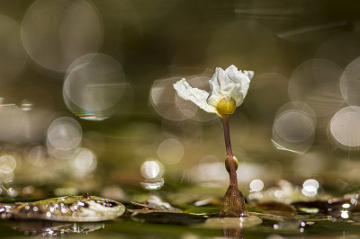 <i class='fa fa-user'></i>&nbsp;Bertus&nbsp;|  Kikkerbeet&nbsp; <i class='fa fa-eye'>&nbsp;74</i> &nbsp;<i class='fa fa-thumbs-up'>&nbsp;5</i> &nbsp; <i class='fa fa-comment-o'>&nbsp;7</i>