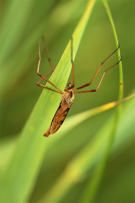 <i class='fa fa-user'></i>&nbsp;frbeuming&nbsp;|  Spinsteltmug&nbsp; <i class='fa fa-eye'>&nbsp;61</i> &nbsp; <i class='fa fa-comment-o'>&nbsp;1</i>