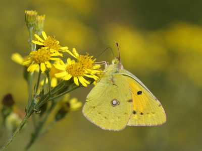 <i class='fa fa-user'></i>&nbsp;Mignon-Creative&nbsp;|  Oranje Luzernevlinder&nbsp; <i class='fa fa-eye'>&nbsp;70</i> &nbsp;<i class='fa fa-thumbs-up'>&nbsp;8</i> &nbsp; <i class='fa fa-comment-o'>&nbsp;5</i>