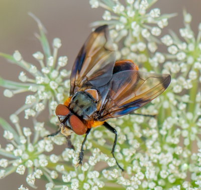 <i class='fa fa-user'></i>&nbsp;pietwil&nbsp;|  Wantssluipvlieg&nbsp; <i class='fa fa-eye'>&nbsp;94</i> &nbsp;<i class='fa fa-thumbs-up'>&nbsp;6</i> &nbsp; <i class='fa fa-comment-o'>&nbsp;5</i>