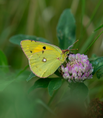 <i class='fa fa-user'></i>&nbsp;Tim Oord&nbsp;|  Oranje Luzernevlinder&nbsp; <i class='fa fa-eye'>&nbsp;79</i> &nbsp;<i class='fa fa-thumbs-up'>&nbsp;5</i> &nbsp; <i class='fa fa-comment-o'>&nbsp;4</i>