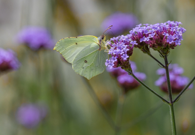 <i class='fa fa-user'></i>&nbsp;Tim Oord&nbsp;|  Citroenvlinder&nbsp; <i class='fa fa-eye'>&nbsp;54</i> &nbsp;<i class='fa fa-thumbs-up'>&nbsp;3</i> &nbsp; <i class='fa fa-comment-o'>&nbsp;4</i>