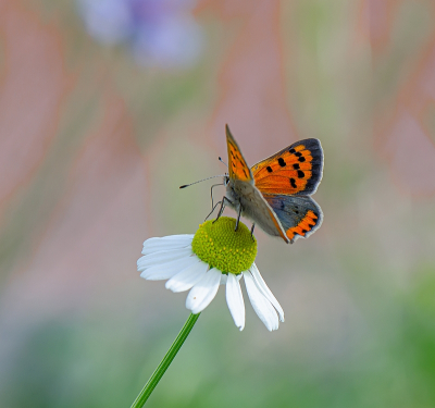 <i class='fa fa-user'></i>&nbsp;Tim Oord&nbsp;|  Kleine Vuurvlinder&nbsp; <i class='fa fa-eye'>&nbsp;76</i> &nbsp;<i class='fa fa-thumbs-up'>&nbsp;8</i> &nbsp; <i class='fa fa-comment-o'>&nbsp;3</i>