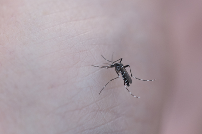 <i class='fa fa-user'></i>&nbsp;Gert-Jan Cromwijk&nbsp;|  Aziatische Tijgermug&nbsp; <i class='fa fa-eye'>&nbsp;99</i> &nbsp;<i class='fa fa-thumbs-up'>&nbsp;3</i> &nbsp; <i class='fa fa-comment-o'>&nbsp;4</i>