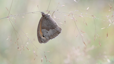 <i class='fa fa-user'></i>&nbsp;Johan van Gurp&nbsp;|  Bruin Zandoogje&nbsp; <i class='fa fa-eye'>&nbsp;79</i> &nbsp;<i class='fa fa-thumbs-up'>&nbsp;8</i> &nbsp; <i class='fa fa-comment-o'>&nbsp;6</i>