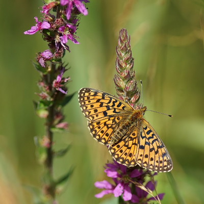 <i class='fa fa-user'></i>&nbsp;Ben Aalders&nbsp;|  Zilveren Maan&nbsp; <i class='fa fa-eye'>&nbsp;103</i> &nbsp;<i class='fa fa-thumbs-up'>&nbsp;10</i> &nbsp; <i class='fa fa-comment-o'>&nbsp;2</i>