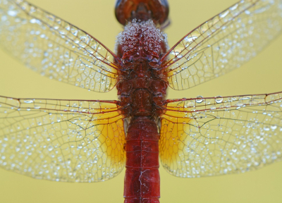 <i class='fa fa-user'></i>&nbsp;koekieman&nbsp;|  Vuurlibel&nbsp; <i class='fa fa-eye'>&nbsp;77</i> &nbsp;<i class='fa fa-thumbs-up'>&nbsp;1</i> &nbsp; <i class='fa fa-comment-o'>&nbsp;3</i>