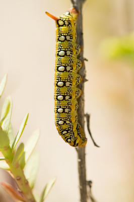 <i class='fa fa-user'></i>&nbsp;Willem Verhagen&nbsp;|  Wolfsmelkpijlstaart&nbsp; <i class='fa fa-eye'>&nbsp;99</i> &nbsp;<i class='fa fa-thumbs-up'>&nbsp;3</i> &nbsp; <i class='fa fa-comment-o'>&nbsp;9</i>