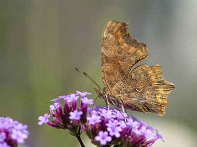 <i class='fa fa-user'></i>&nbsp;Mignon-Creative&nbsp;|  Gehakkelde Aurelia&nbsp; <i class='fa fa-eye'>&nbsp;71</i> &nbsp;<i class='fa fa-thumbs-up'>&nbsp;4</i> &nbsp; <i class='fa fa-comment-o'>&nbsp;5</i>