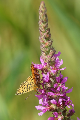 <i class='fa fa-user'></i>&nbsp;Ben Aalders&nbsp;|  Zilveren Maan&nbsp; <i class='fa fa-eye'>&nbsp;69</i> &nbsp;<i class='fa fa-thumbs-up'>&nbsp;1</i> &nbsp; <i class='fa fa-comment-o'>&nbsp;1</i>