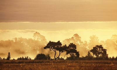 <i class='fa fa-user'></i>&nbsp;Pieter  LJ&nbsp;|  Opkomende zon met nevel&nbsp; <i class='fa fa-eye'>&nbsp;167</i> &nbsp;<i class='fa fa-thumbs-up'>&nbsp;16</i> &nbsp; <i class='fa fa-comment-o'>&nbsp;12</i>