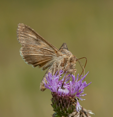 <i class='fa fa-user'></i>&nbsp;Tim Oord&nbsp;|  Gamma-uil&nbsp; <i class='fa fa-eye'>&nbsp;72</i> &nbsp;<i class='fa fa-thumbs-up'>&nbsp;3</i> &nbsp; <i class='fa fa-comment-o'>&nbsp;3</i>